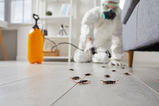 Commercial Kitchen Cockroach Control in Springville